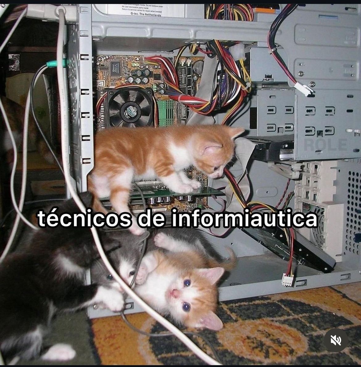 cats inside a pc with the phrase 'técnicos de infomiautica'