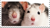 rats